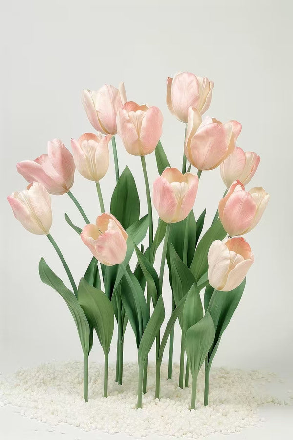 Blush Tulip Giant Flowers