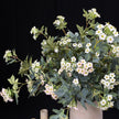 Home Floral Arrangement