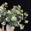 Home Floral Arrangement