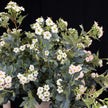 Home Floral Arrangement