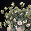 Home Floral Arrangement