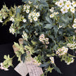 Home Floral Arrangement