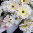 Home Floral Arrangement