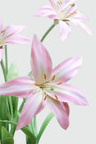 Blush Lily Giant Flowers