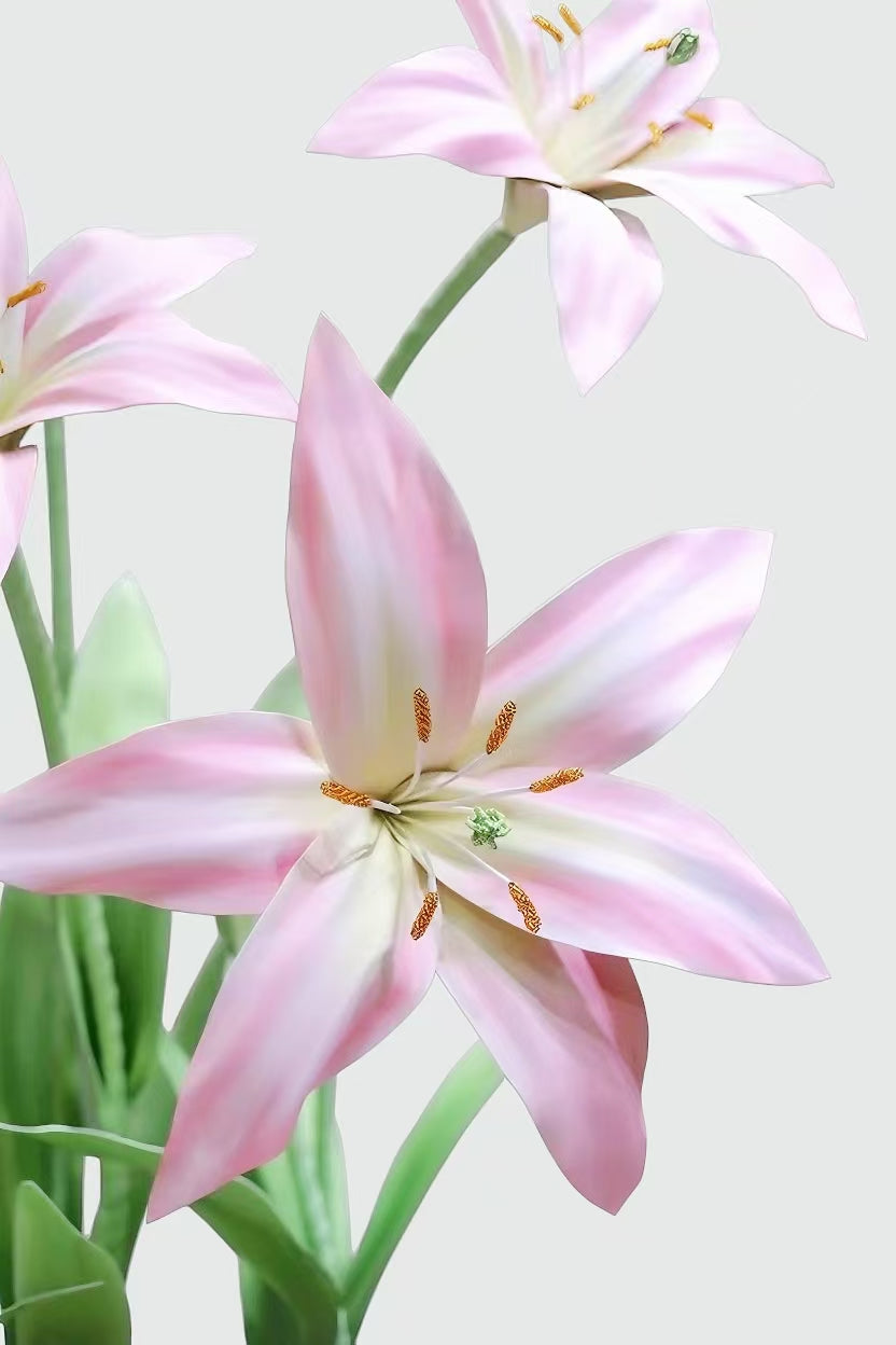 Blush Lily Giant Flowers