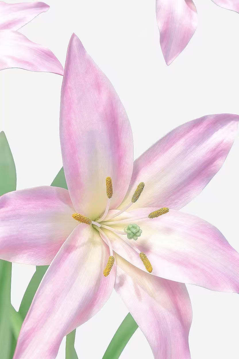 Blush Lily Giant Flowers