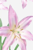Blush Lily Giant Flowers