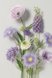 Whispering Lavender Giant Flowers