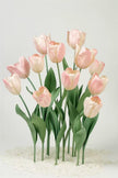 Blush Tulip Giant Flowers