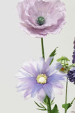 Whispering Lavender Giant Flowers