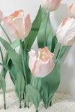 Blush Tulip Giant Flowers