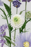 Whispering Lavender Giant Flowers