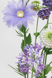 Whispering Lavender Giant Flowers
