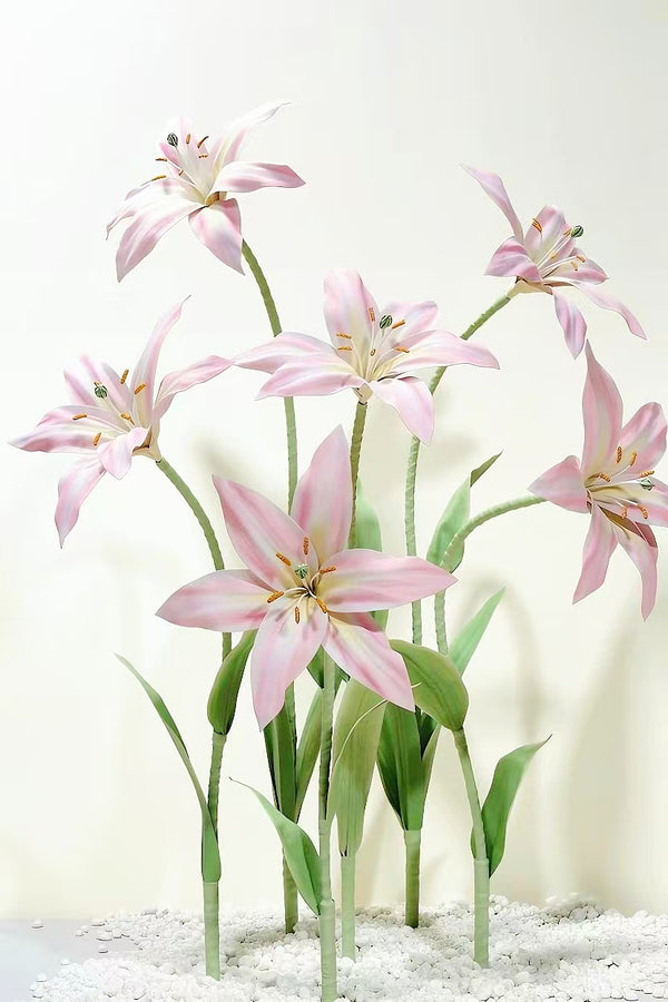 Blush Lily Giant Flowers