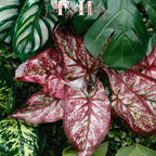 US Seller---Lush Green Leaves 5D Flower Wall (8x8 ft) - Roll-Up Fabric Flower Wall for Wedding Party Photo Backdrop