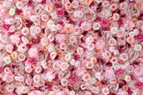 US Seller-5D pink Roses Flower Wall8*8ft - Flower Wall Rolling Up Curtain Wall, flower Fabric Backdrop，Artificial rolling up curtain flower