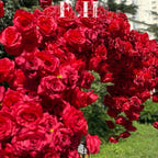 5D Red Heart-Shaped Floral Arch Backdrop(7.2×7.2 ft), Luxury Artificial Rose Wedding Arch, Proposal & Engagement Decoration