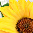 Waterproof EVA Giant Sunflower Display, Oversized 6 Sunflower Set for Luxury Boutique, Shopping Mall, Hotel Lobby,Wedding,Event Window Decor
