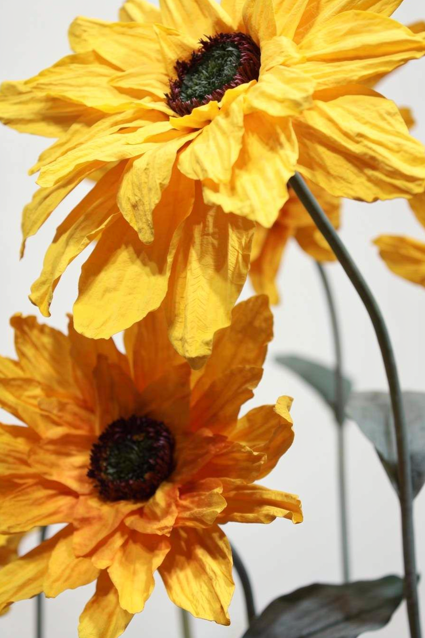 Sunflower Giant Flowers