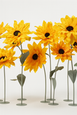 Sunflower Giant Flowers
