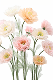 Blush & Cream Giant Flowers