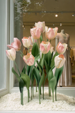 Blush Tulip Giant Flowers