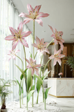Blush Lily Giant Flowers